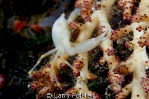 Unusual crab on soft coral by Larry Polster 